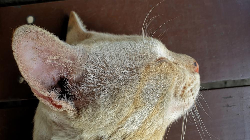 Отит у кошки или кота: симптомы, чем лечить – разрешенные и запрещенные  методы