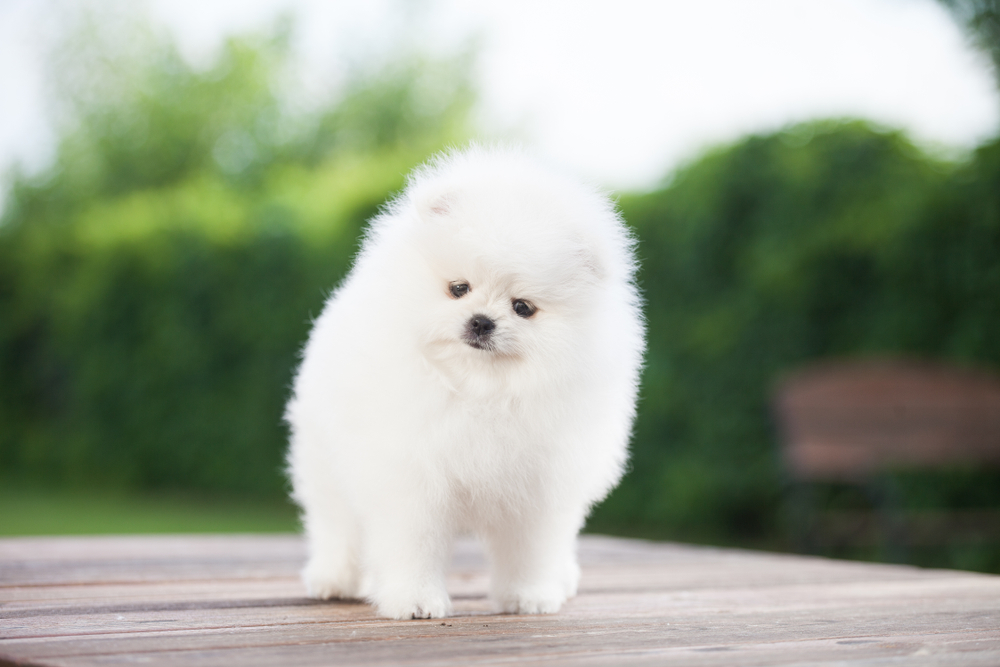 Белый шпиц стоит