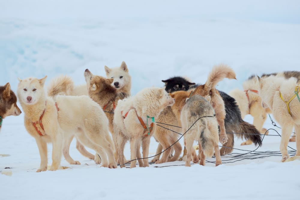 Это гренландские собаки в упряжке