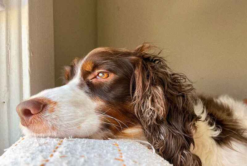 Морда английского спрингера