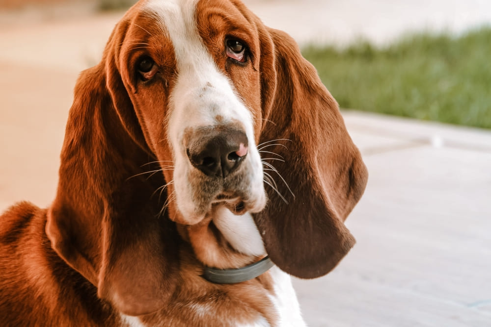 Собака с грустными глазами и длинными ушами