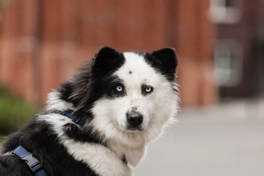 Якутская лайка смотрит вперед