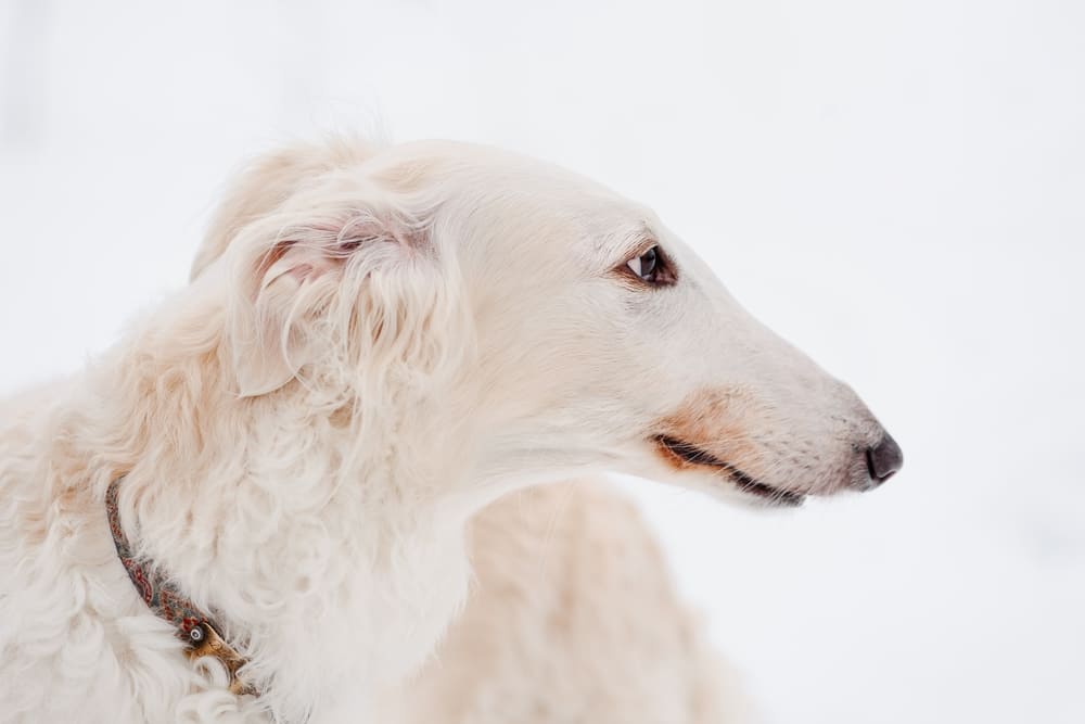 Голова русской псовой борзой