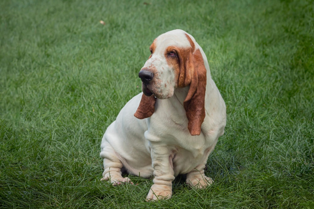 Порода собак бассет