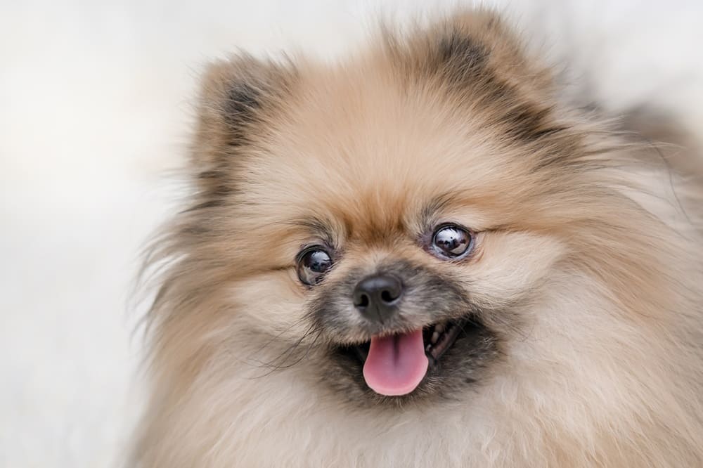 Морда померанского шпица