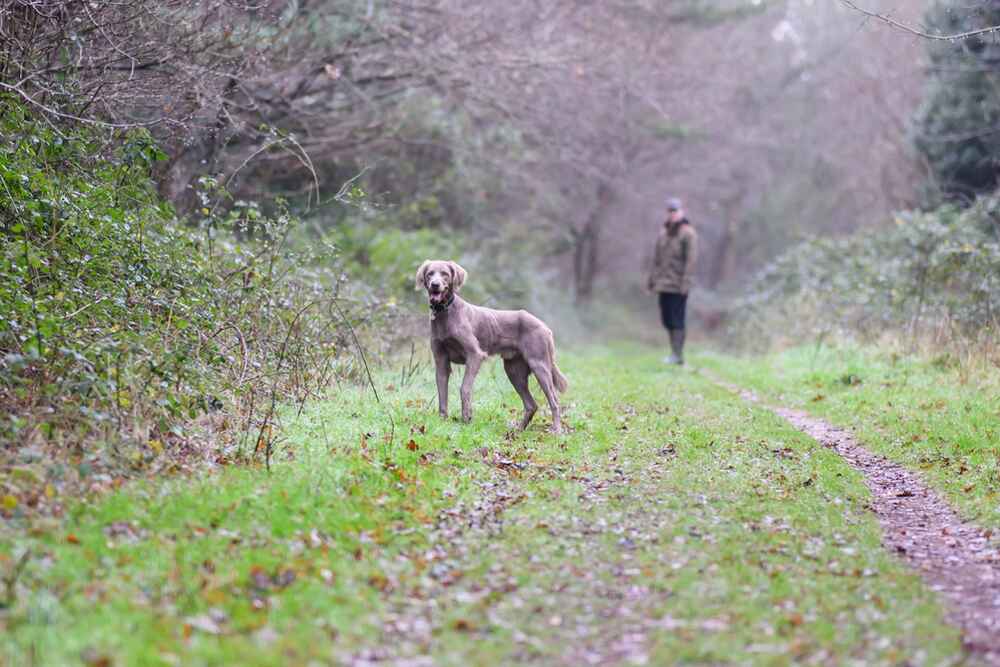 Молодой веймаранер