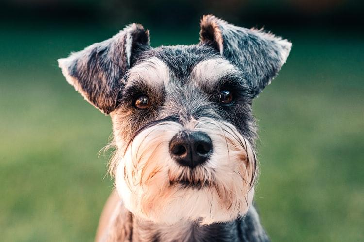 У собаки красные глаза: причины покраснения и возможное лечение