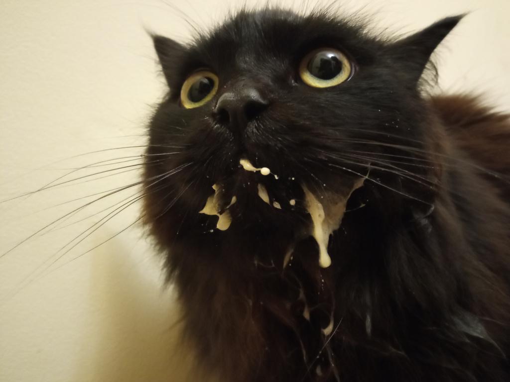 Питание и пищевые привычки кота