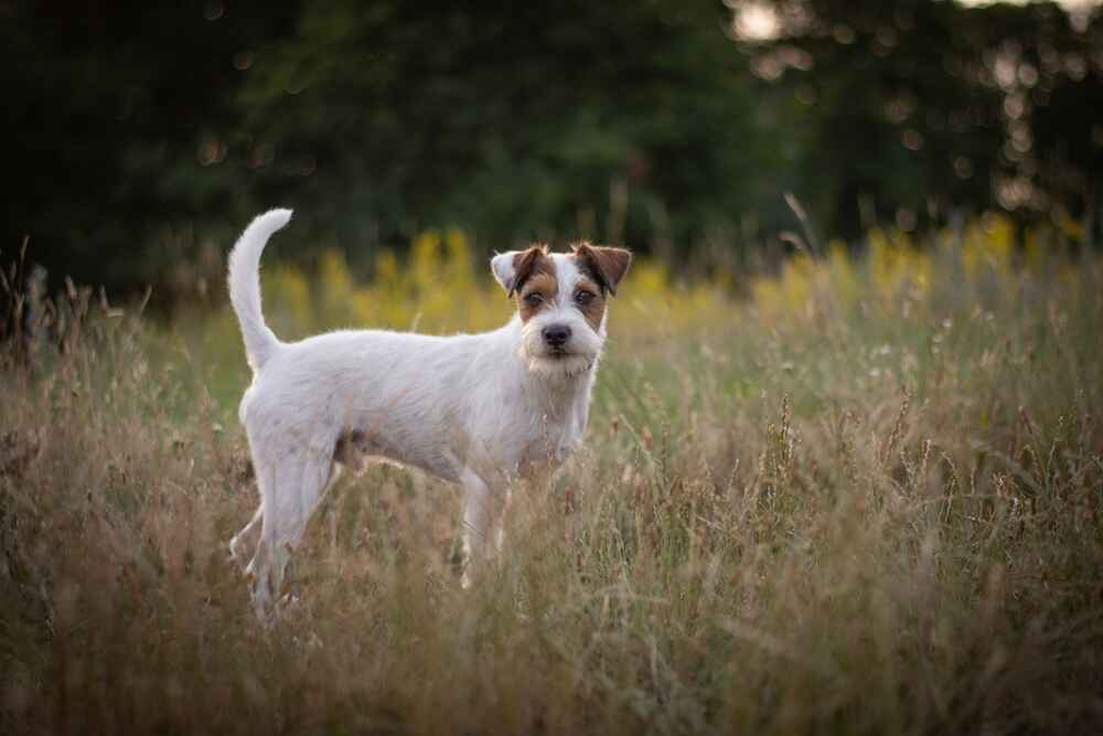 Изображениe — Парсон-рассел-терьер на поляне Парсон-рассел-терьер на поляне