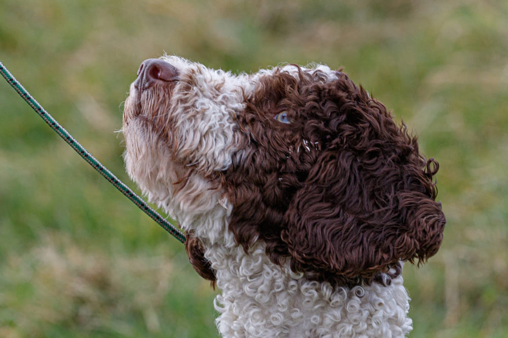 Щенок испанской водяной собаки белого цвета