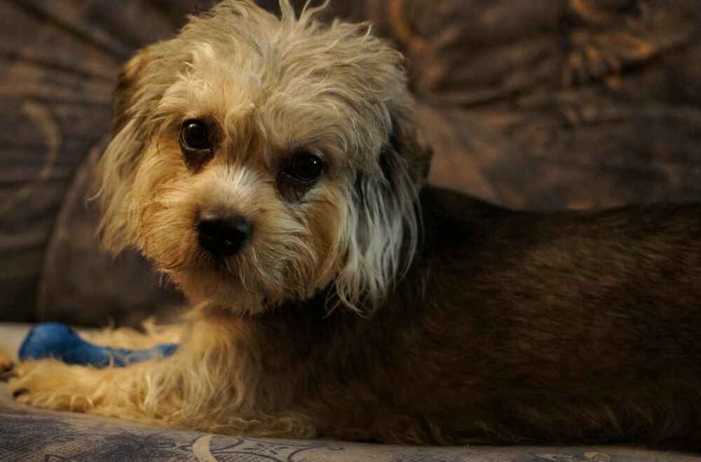 Денди-динмонт-терьер вблизи