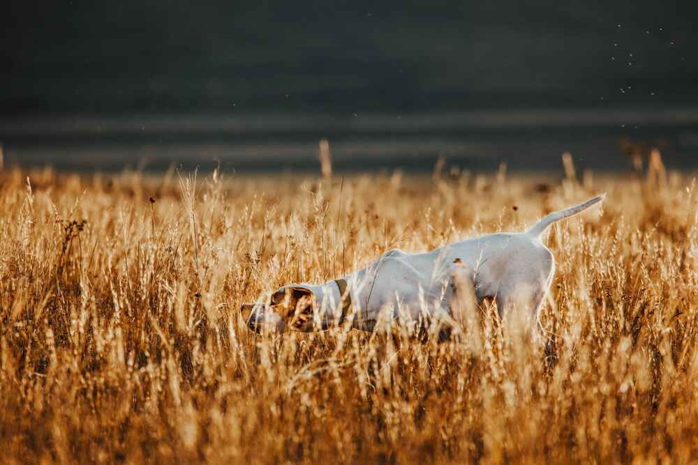 Пойнтер на осеннем поле