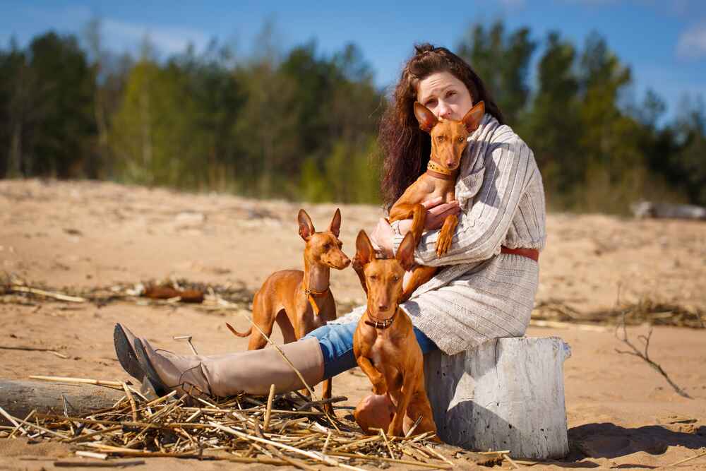 Изображениe — Три сицилийские борзые с девушкой Три сицилийские борзые с девушкой