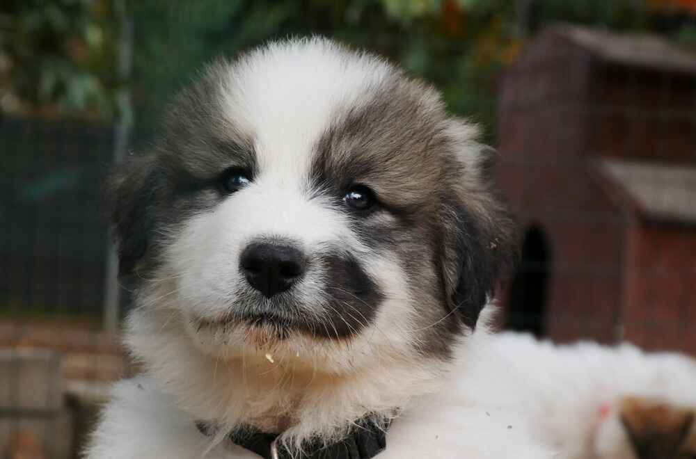 Маленький щенок пиренейского мастифа