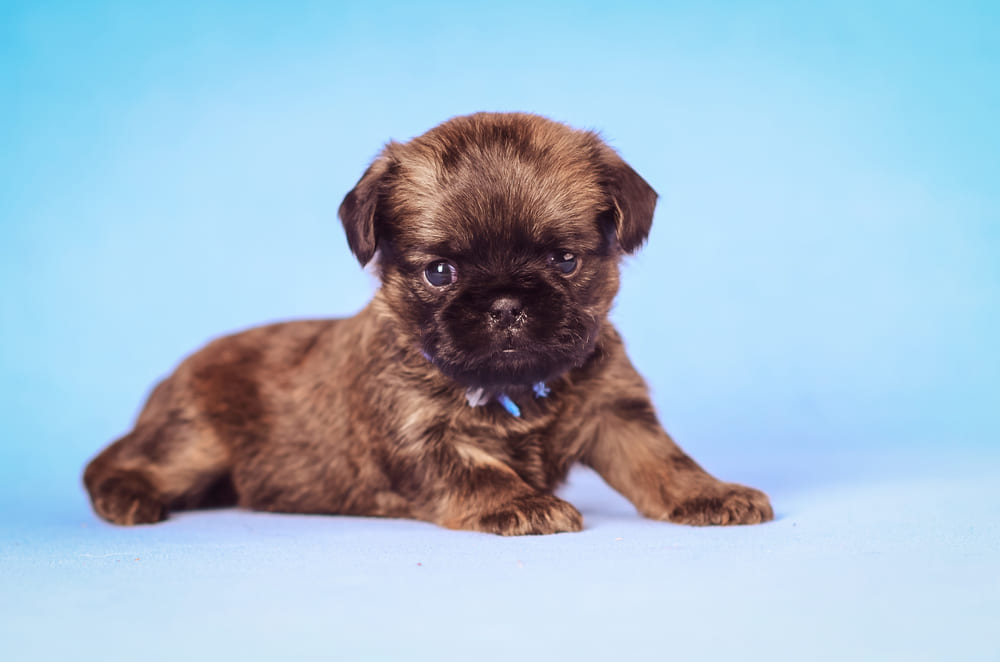 Щенок пти-брабансона на голубом фоне