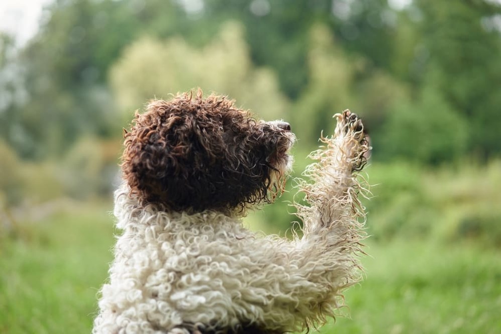 Изображениe — Это собака итальянской породы лаготто романьоло Это собака итальянской породы лаготто романьоло