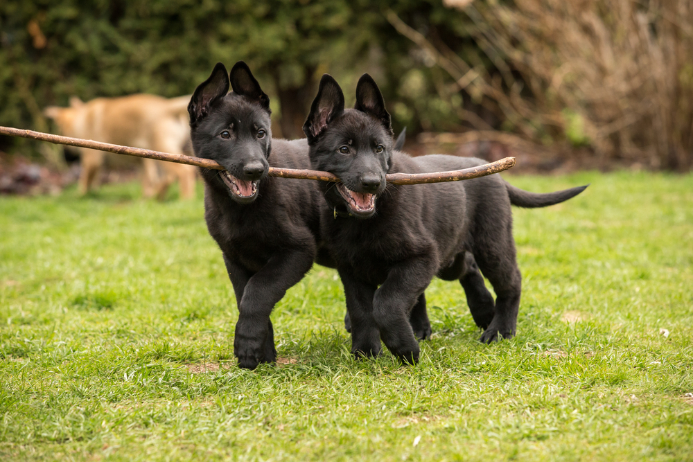 Два щенка черной немецкой овчарки