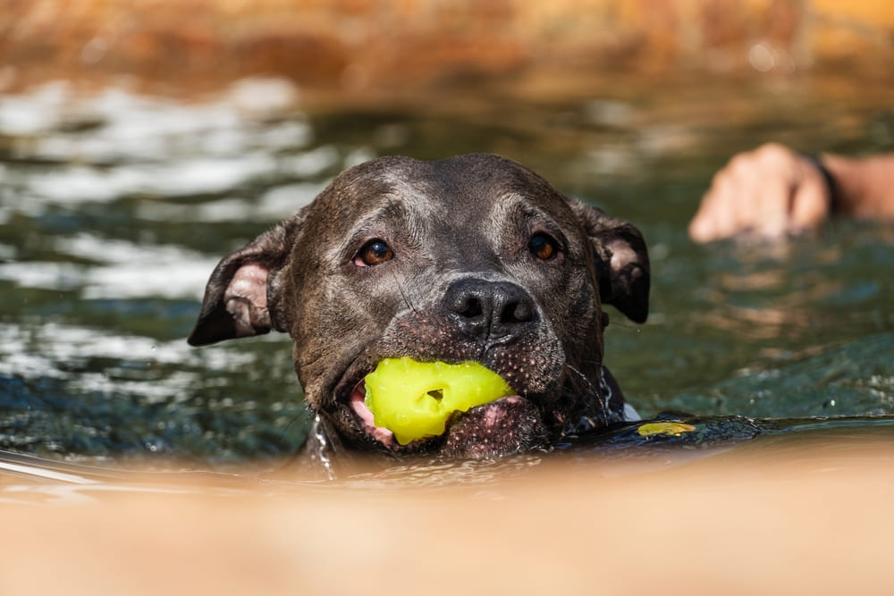 Питбуль плавает