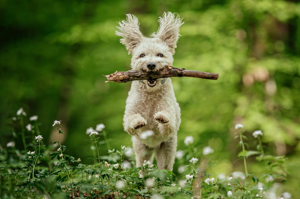 Порода пуми