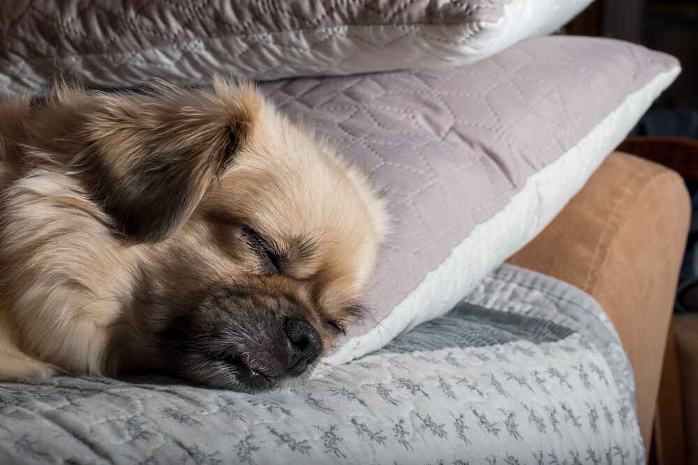 Тибетский спаниель спит