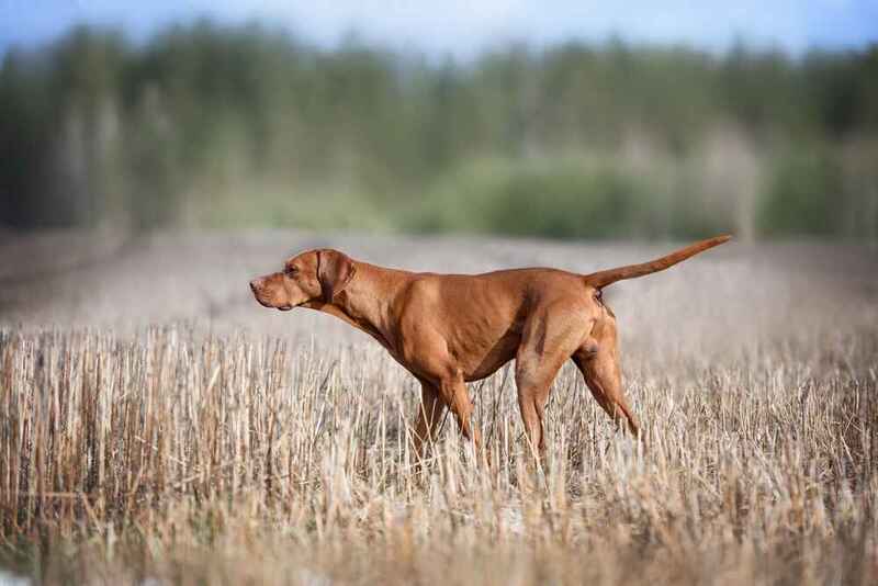 Венгерская выжла стоит боком