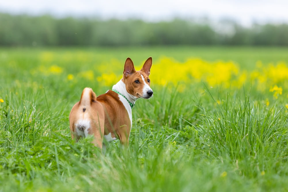 Басенджи на летней прогулке