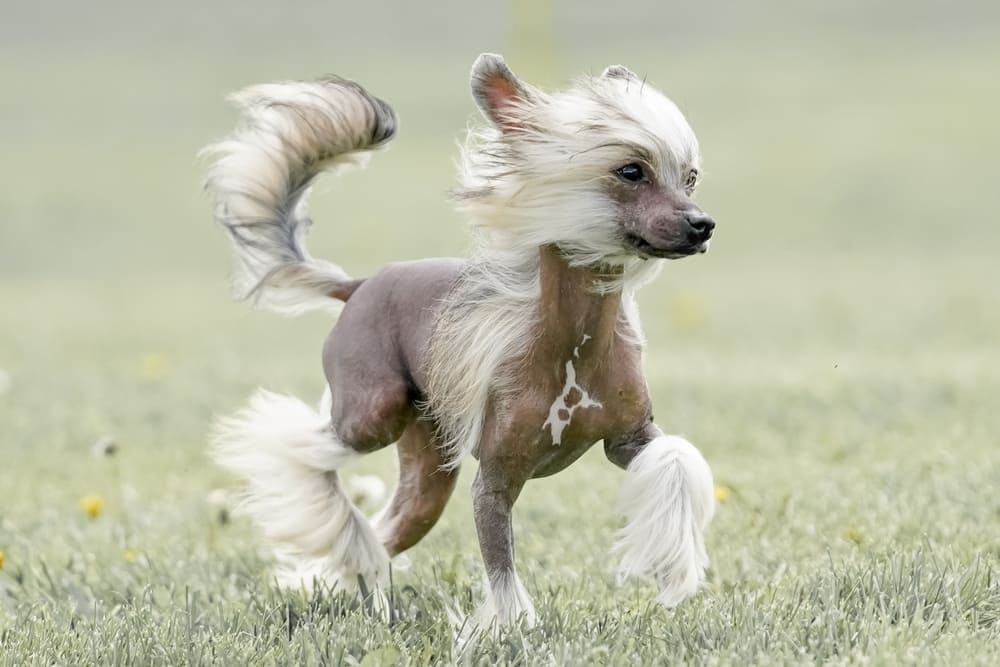 Это китайская хохлатая