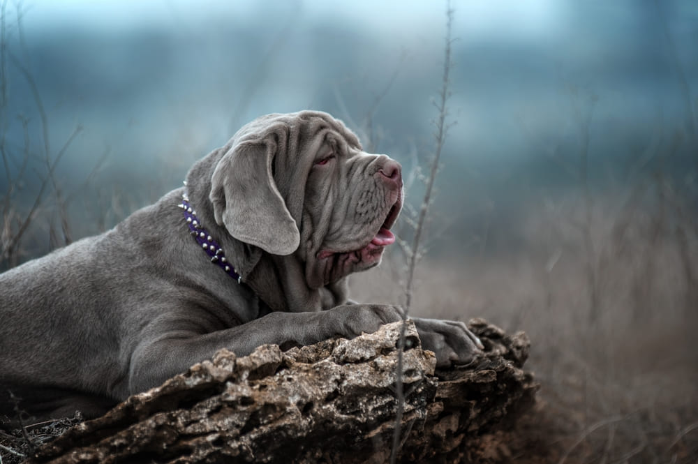 Неаполитанский мастиф в лесу