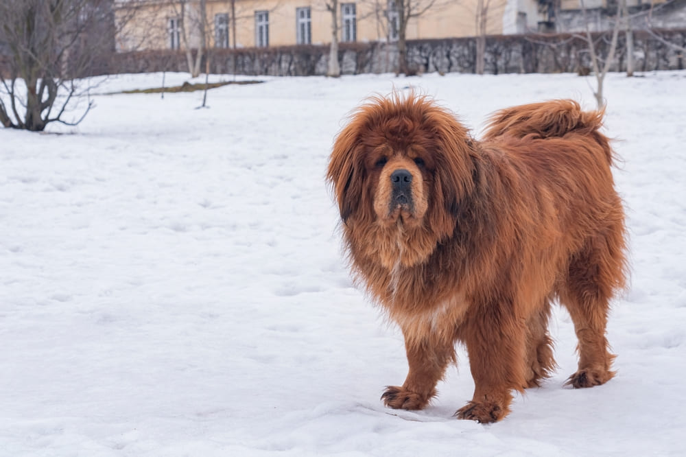 Порода тибетский мастиф