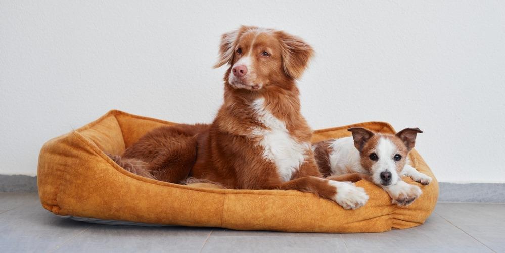 Самые спокойные породы собак – для квартиры или дома