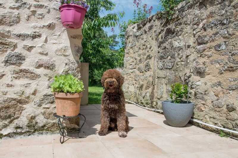 Барбет на улице