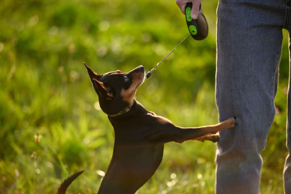 Той-терьер гуляет