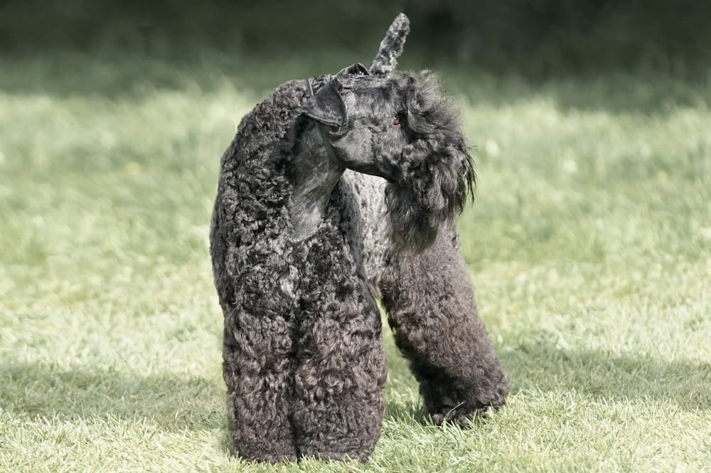 Керри-блю-терьер гуляет по полю