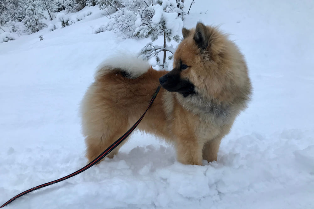 Щенок евразиера на снегу