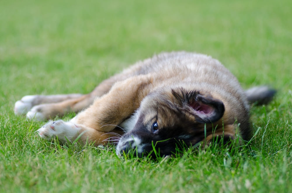 Милый щенок исландской овчарки