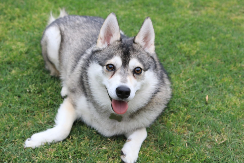 Это порода мини-хаски