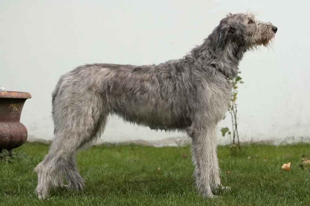Ирландский волкодав боком
