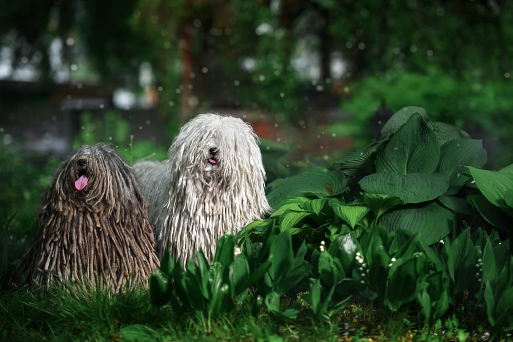 Красивая собака пули летом