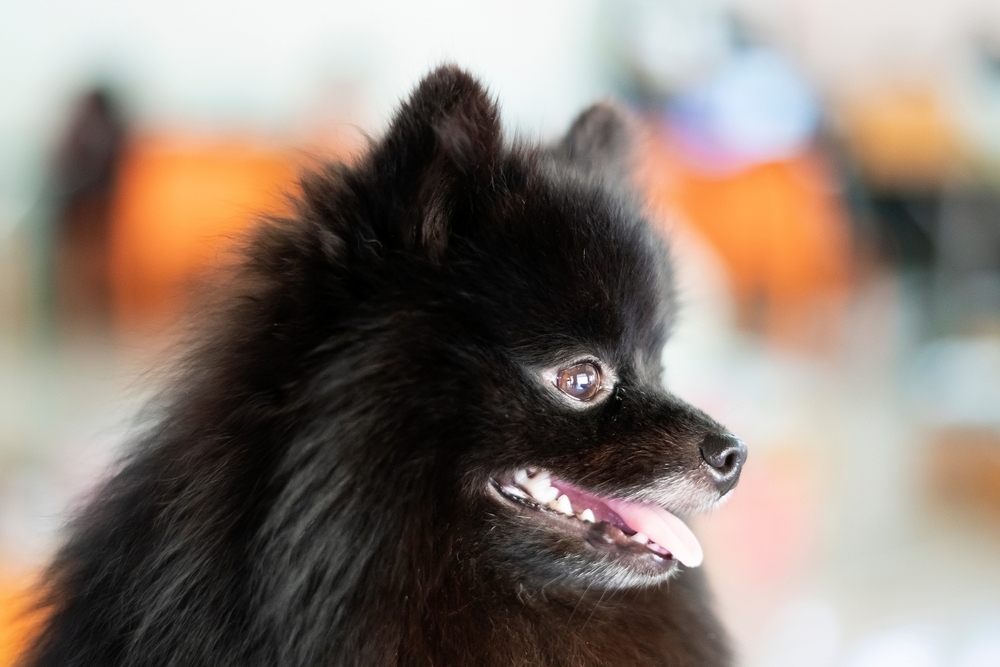 Изображениe — Морда черного померанского шпица Морда черного померанского шпица