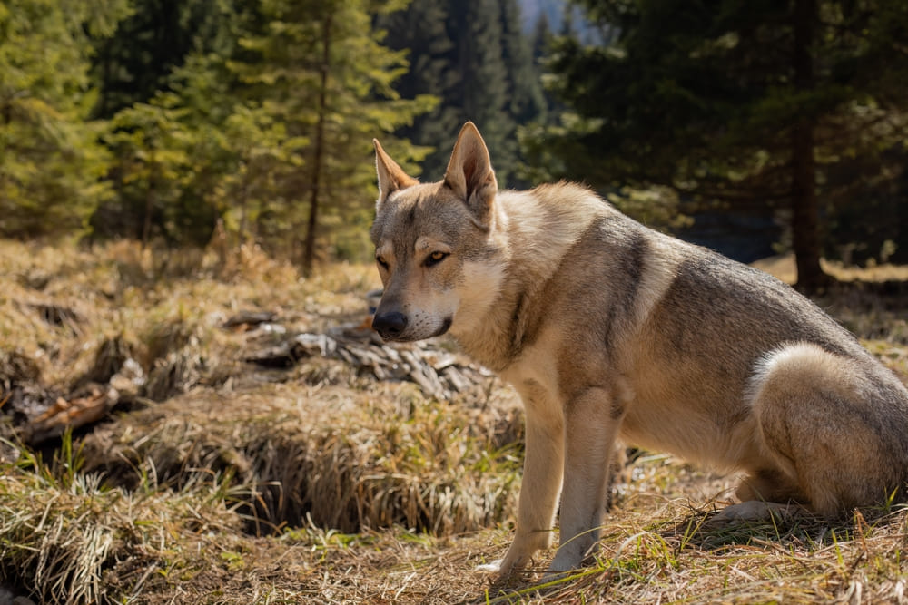 Чехословацкий влчак отдыхает