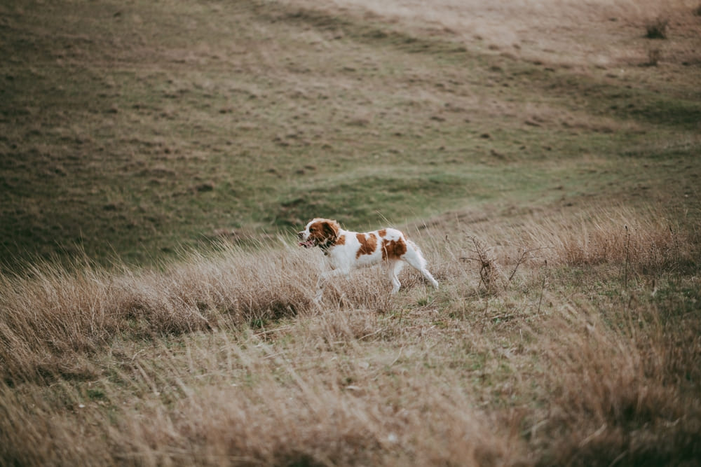 Бретонский эпаньоль с рыжими пятнами