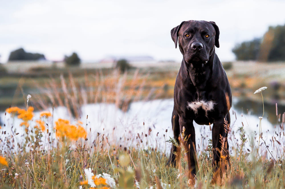 Канарский дог у озера