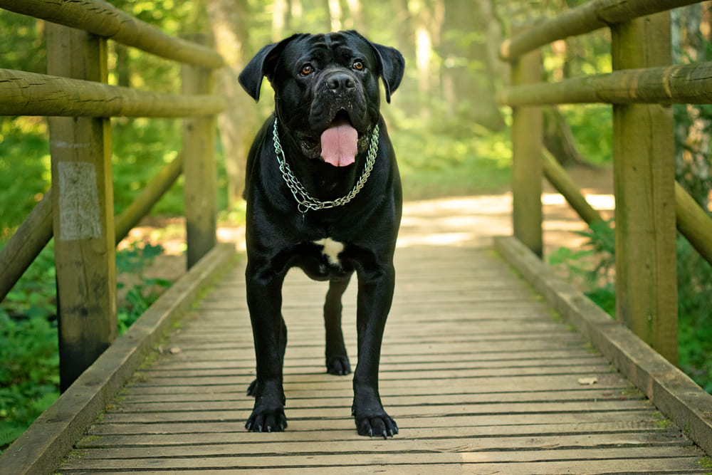 Кане-корсо стоит на мосту