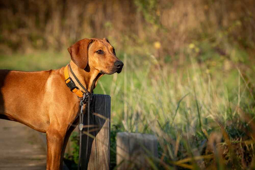 Собака для охоты на львов