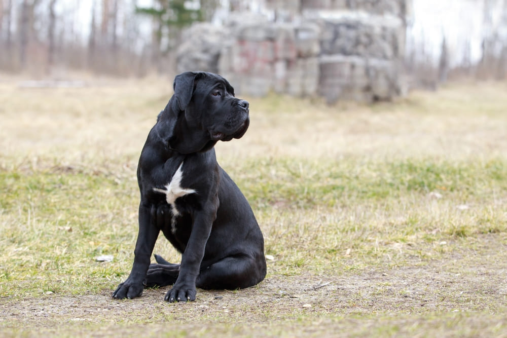 Кане-корсо сидит