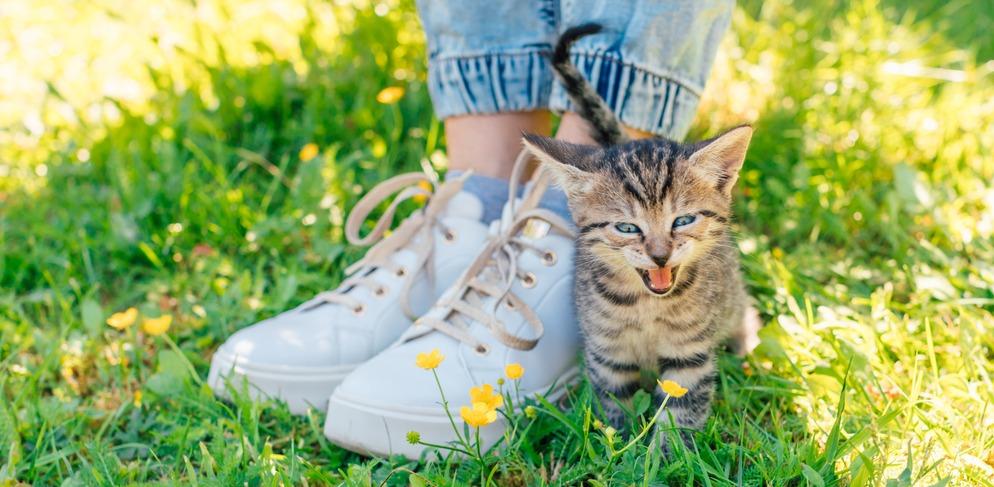 Почему котенок или кошка ходит за хозяином по пятам