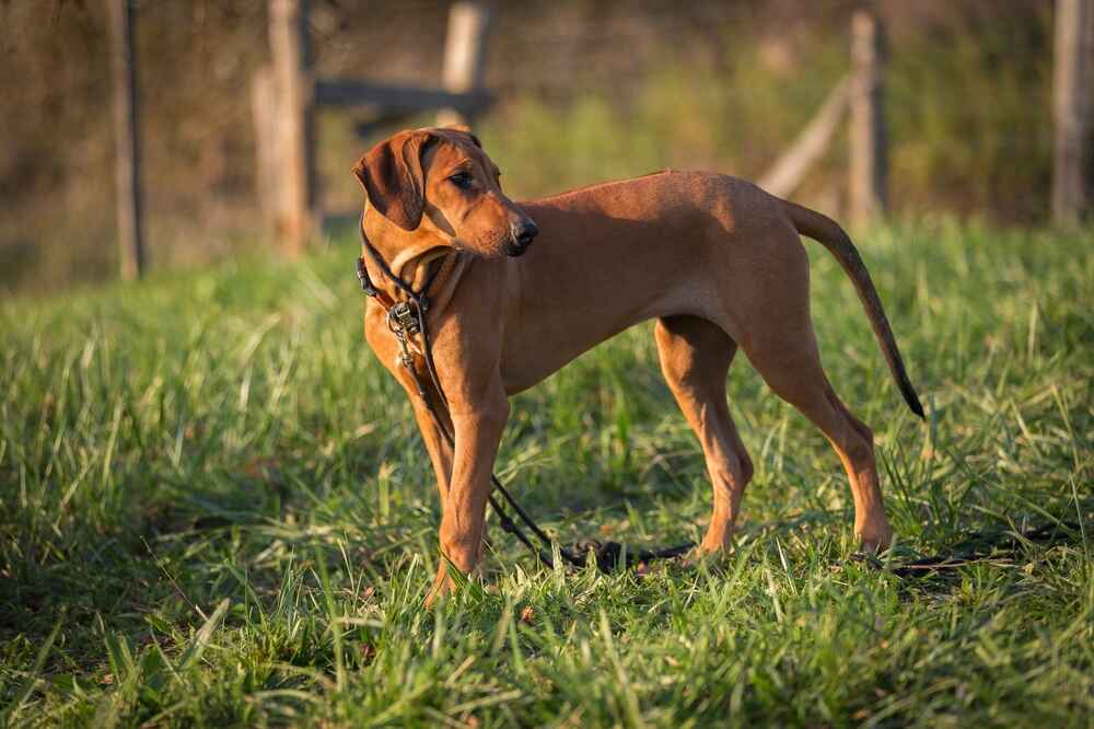 Подрастающий риджбек