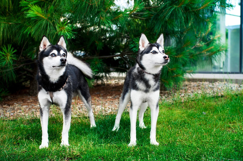 Два кли-кая