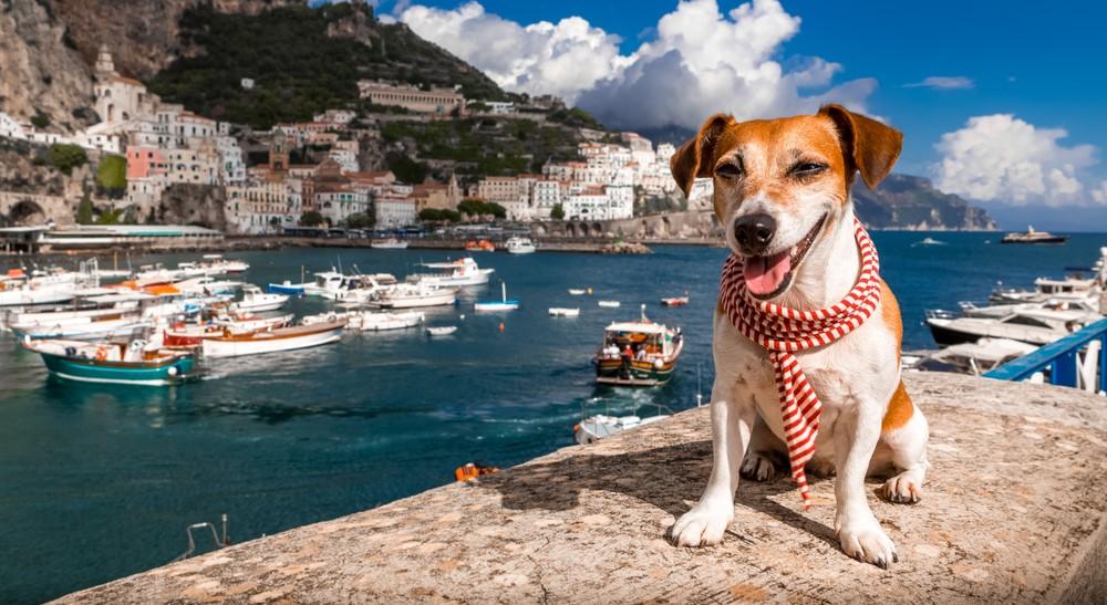Итальянские породы собак