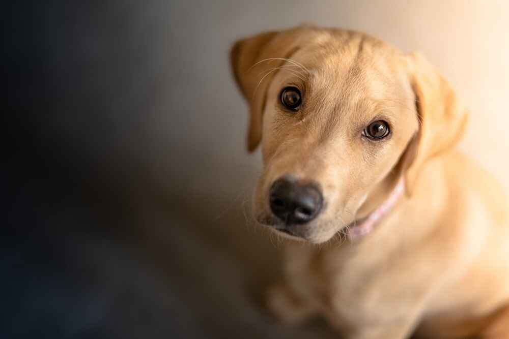 Милый лабрадор-ретривер